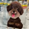 Hand-Painted Pet Portrait Glass Painting