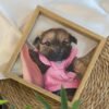 Hand-Painted Pet Portrait Glass Painting